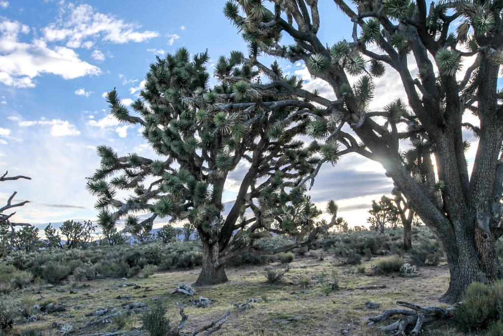 Grand Canyon Western Ranch Meadview Εξωτερικό φωτογραφία