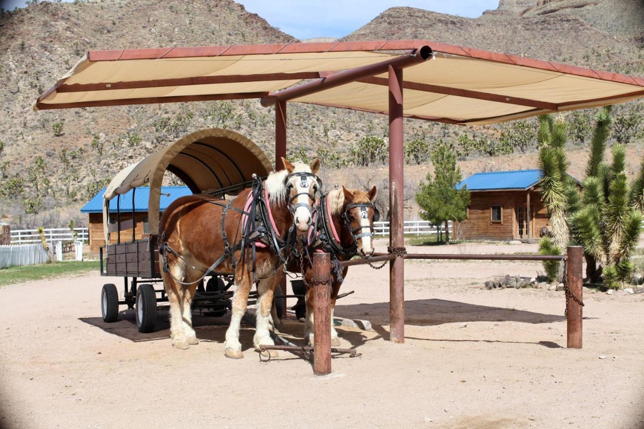 Grand Canyon Western Ranch Meadview Εξωτερικό φωτογραφία